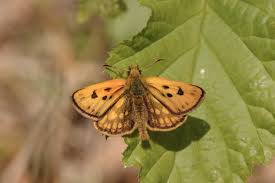 Attēlu rezultāti vaicājumam “Carterocephalus silvicolus”