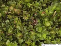 Attēlu rezultāti vaicājumam “Jungermannia sphaerocarpa”