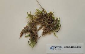 Attēlu rezultāti vaicājumam “Calliergon giganteum”