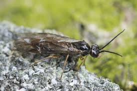 Attēlu rezultāti vaicājumam “Nematus ribesii”