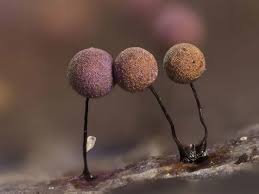 Attēlu rezultāti vaicājumam “Lamproderma pulchellum macro”