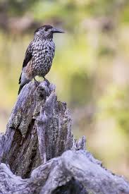 Attēlu rezultāti vaicājumam “Nucifraga caryocatactes adult”