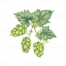 Attēlu rezultāti vaicājumam “Humulus lupulus leaf”