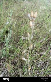 Attēlu rezultāti vaicājumam “Silene chlorantha”