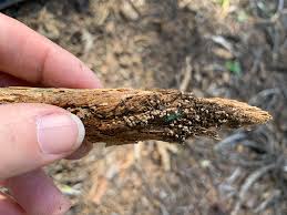 Attēlu rezultāti vaicājumam “Diderma testaceum sessile”