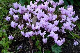 Attēlu rezultāti vaicājumam “Cyclamen hederifolium”