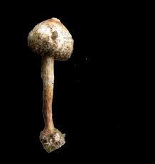 Attēlu rezultāti vaicājumam “Tulostoma fimbriatum”