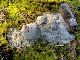 Attēlu rezultāti vaicājumam “Lecanora argentata”