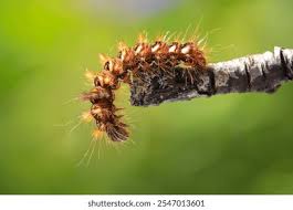 Attēlu rezultāti vaicājumam “Acronicta rumicis larva”