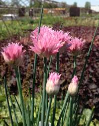 Image result for Allium schoenoprasum