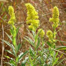 Attēlu rezultāti vaicājumam “Solidago canadensis flower”