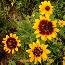 Attēlu rezultāti vaicājumam “Rudbeckia hirta var. pulcherrima flower”