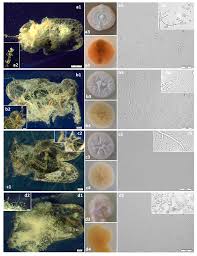 Attēlu rezultāti vaicājumam “Trichia ambigua spores”