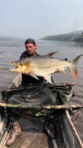 Image result for Goliath Tigerfish