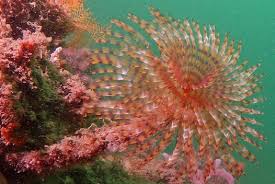 Attēlu rezultāti vaicājumam “Amaurochaete sp.”