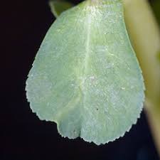 Attēlu rezultāti vaicājumam “Euphorbia helioscopia leaf”
