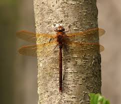 Attēlu rezultāti vaicājumam “Aeshna grandis”