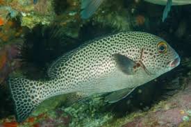 Image result for Haemulon carbonarium