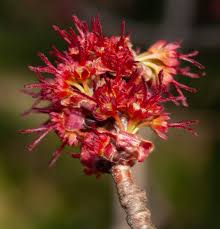 Attēlu rezultāti vaicājumam “Acer saccharinum flower”