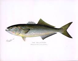 Image result for Pomatomus saltatrix