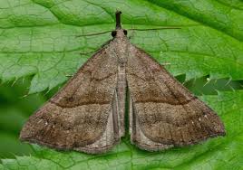 Attēlu rezultāti vaicājumam “Hypena proboscidalis”