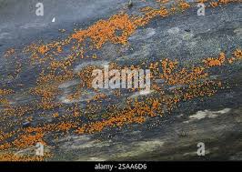 Attēlu rezultāti vaicājumam “Nectria peziza”