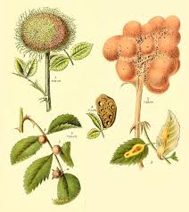 Attēlu rezultāti vaicājumam “Diplolepis eglanteriae”