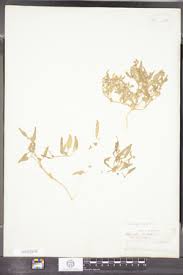 Attēlu rezultāti vaicājumam “Atriplex littoralis fruit”