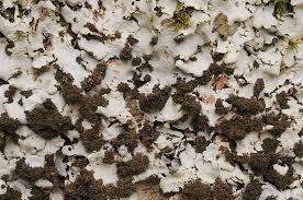 Attēlu rezultāti vaicājumam “Lobaria amplissima”