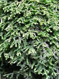 Attēlu rezultāti vaicājumam “Porella platyphylla”