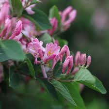 Attēlu rezultāti vaicājumam “Lonicera tatarica flower”