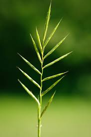 Attēlu rezultāti vaicājumam “Brachypodium pinnatum”