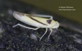 Attēlu rezultāti vaicājumam “Edwardsiana geometrica”