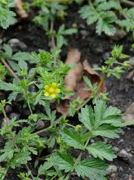 Attēlu rezultāti vaicājumam “Potentilla supina flower”