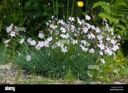 Attēlu rezultāti vaicājumam “Dianthus arenarius”