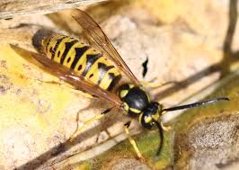 Attēlu rezultāti vaicājumam “Vespula germanica male”