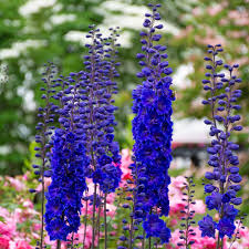 Image result for Delphinium