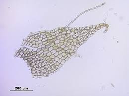 Attēlu rezultāti vaicājumam “Harpanthus flotovianus”