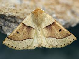 Attēlu rezultāti vaicājumam “Crocallis elinguaria larva”