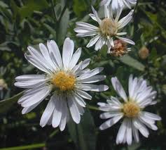 Image result for Aster lanceolatus