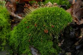 Attēlu rezultāti vaicājumam “Dicranella heteromalla”