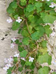 Attēlu rezultāti vaicājumam “Cymbalaria muralis flower”