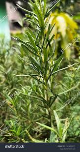 Attēlu rezultāti vaicājumam “Salix repens subsp. rosmarinifolia flower”