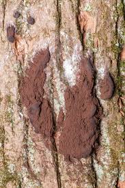 Attēlu rezultāti vaicājumam “Stemonaria irregularis”