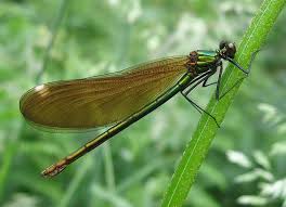 Attēlu rezultāti vaicājumam “Calopteryx virgo female”