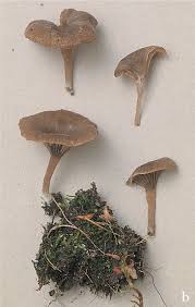 Attēlu rezultāti vaicājumam “Arrhenia retiruga”