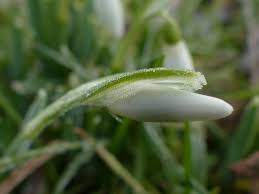 Attēlu rezultāti vaicājumam “Galanthus nivalis bud”