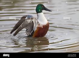 Attēlu rezultāti vaicājumam “Anas clypeata male”