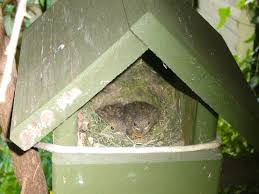 Attēlu rezultāti vaicājumam “Erithacus rubecula nest”