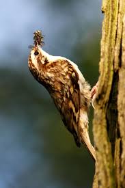 Attēlu rezultāti vaicājumam “Certhia familiaris”